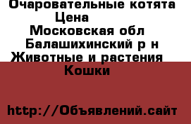 Очаровательные котята › Цена ­ 4 000 - Московская обл., Балашихинский р-н Животные и растения » Кошки   